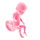 Human fetus age 31 weeks