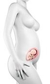 Pregnant woman,week 25