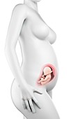 Pregnant woman,week 27