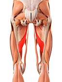 Muscular system of legs