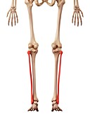 Leg bones