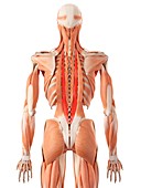 Human back muscles