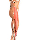 Leg muscles tensor fascia lata
