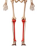 Leg bones