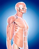 Human upper body muscles