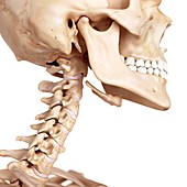Human skull and neck