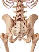 Human sacrum