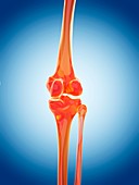 Human knee joint