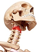 Human axis bone
