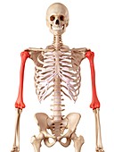Human humerus bones