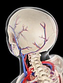 Vascular system of Head