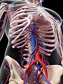 Vascular system of human abdomen