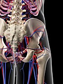 Vascular system of human pelvis