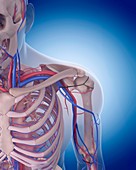 Vascular system of shoulder