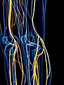 Human knee nerves