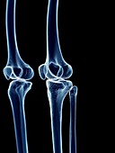Human knee joints