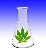 Flask with cannabis leaf,illustration
