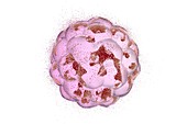 Human embryo destruction,illustration