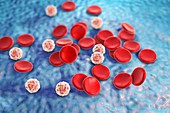 Blood cells,illustration