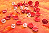 Blood cells,illustration