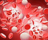 Red and white blood cells,illustration