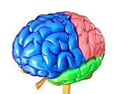 Human brain regions,illustration