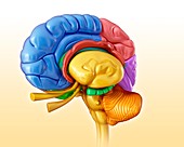 Human brain structures,illustration