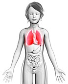 Teenage girl lungs,illustration