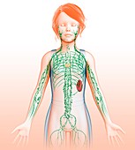 Child's lymphatic system,illustration