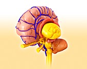 Brain hemisphere anatomy,illustration