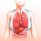 Chest and body organs,illustration