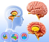 Child's brain structures,illustration