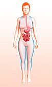 Female digestive system,illustration