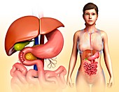 Liver and digestive system,illustration