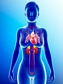 Female heart and kidneys,illustration