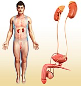 Male urinary system,illustration
