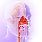 Human nasal cavity,illustration
