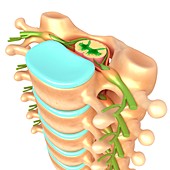 Lumbar vertebral anatomy,illustration
