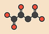 Oxaloacetic acid molecule