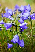 Purple alpine flowers