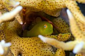Yellow hairy goby in coral