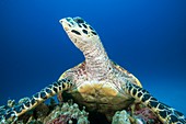 Hawksbill Turtle resting on reef