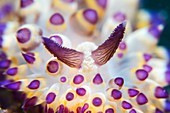 Janolus savinkini nudibranch