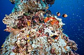 Reef scene with anemonefish