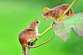 Harvest mice on guelder rose