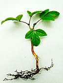 Laburnum sp. seedling