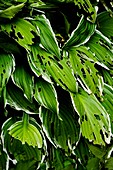 Slug-damaged hosta plant