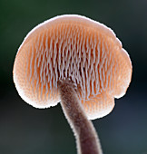 Ear pick fungus spines
