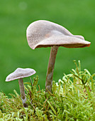 Pelargonium webcap fungus