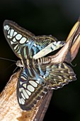 Blue clipper butterfly